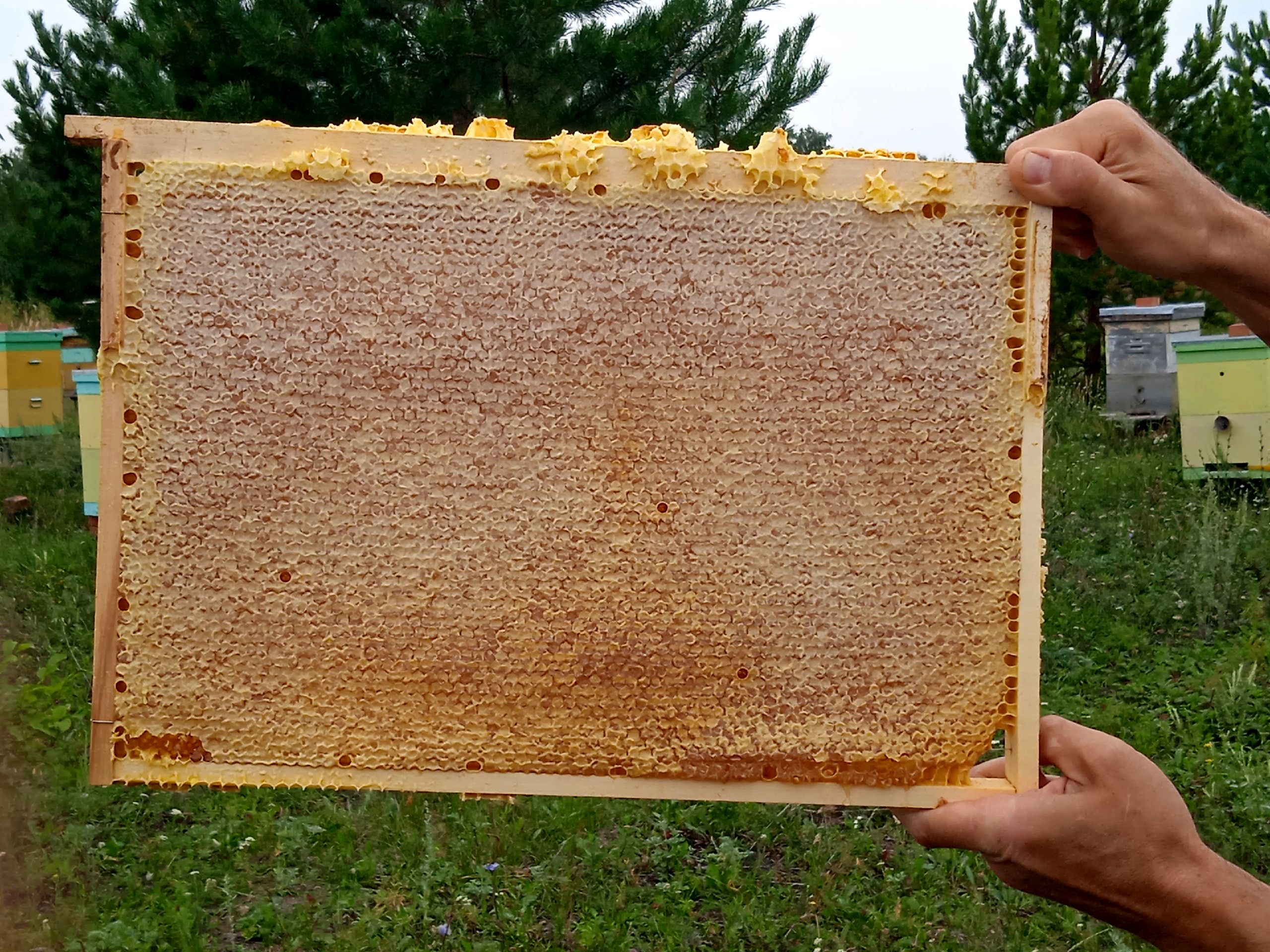 Как определяют сорт мёда (3).jpg