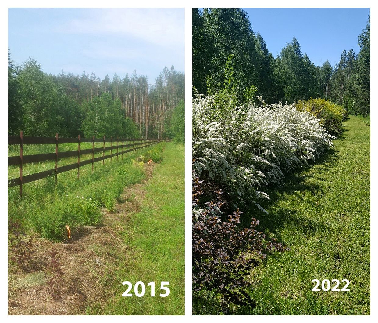 Опыт выращивания живой изгороди в Лесной Поляне (1).jpg