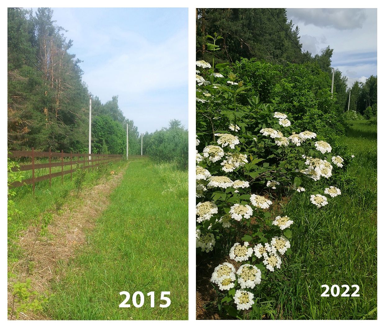 Опыт выращивания живой изгороди в Лесной Поляне (3).jpg