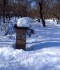Что делают пчёлы зимой