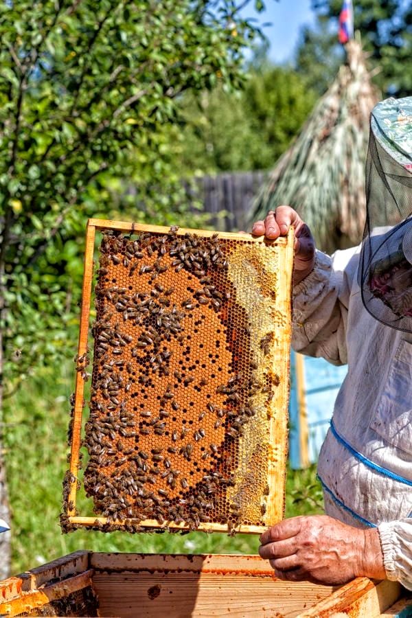 Пчела – сильное существо на планете (2).jpg