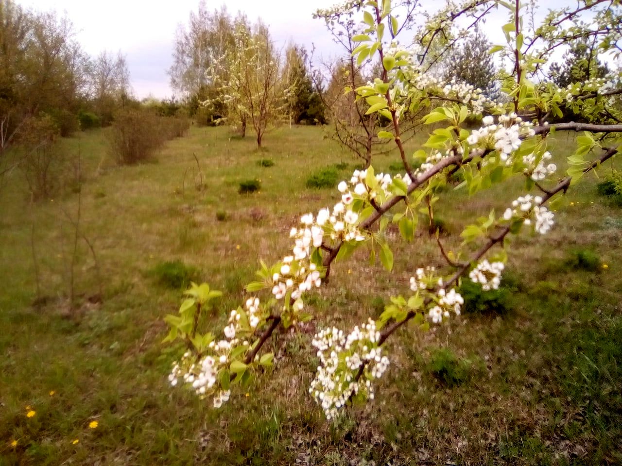 Родовое Поместье Ландар.jpg Родовое Поместье Ландар.jpg