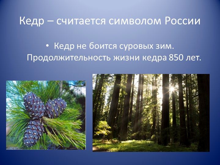 Презентация ученицы 9 кл Звенящие кедры России (2).jpg