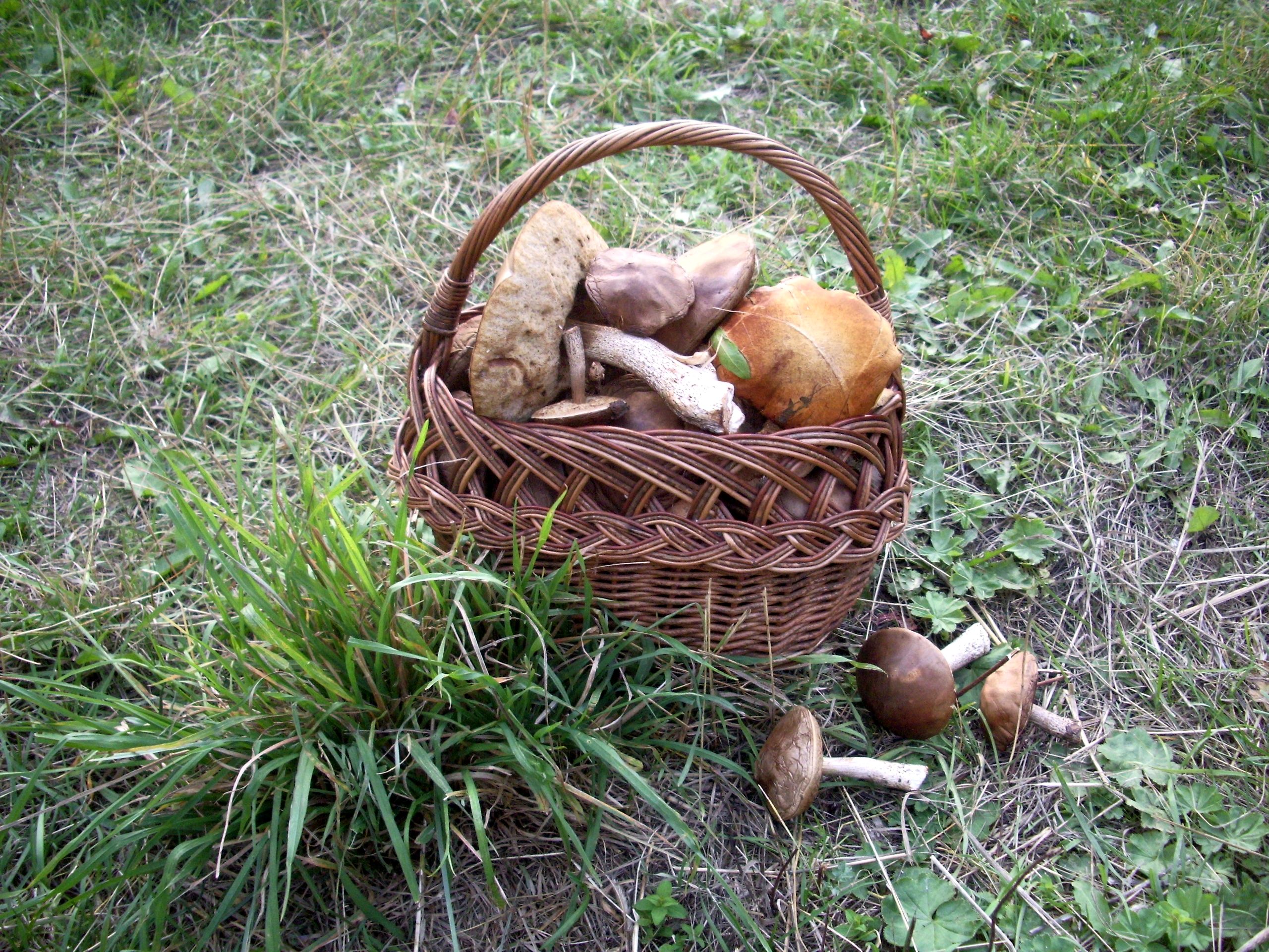 Рецепты с сушёными грибами от поместья Перстенёвых (5).jpg
