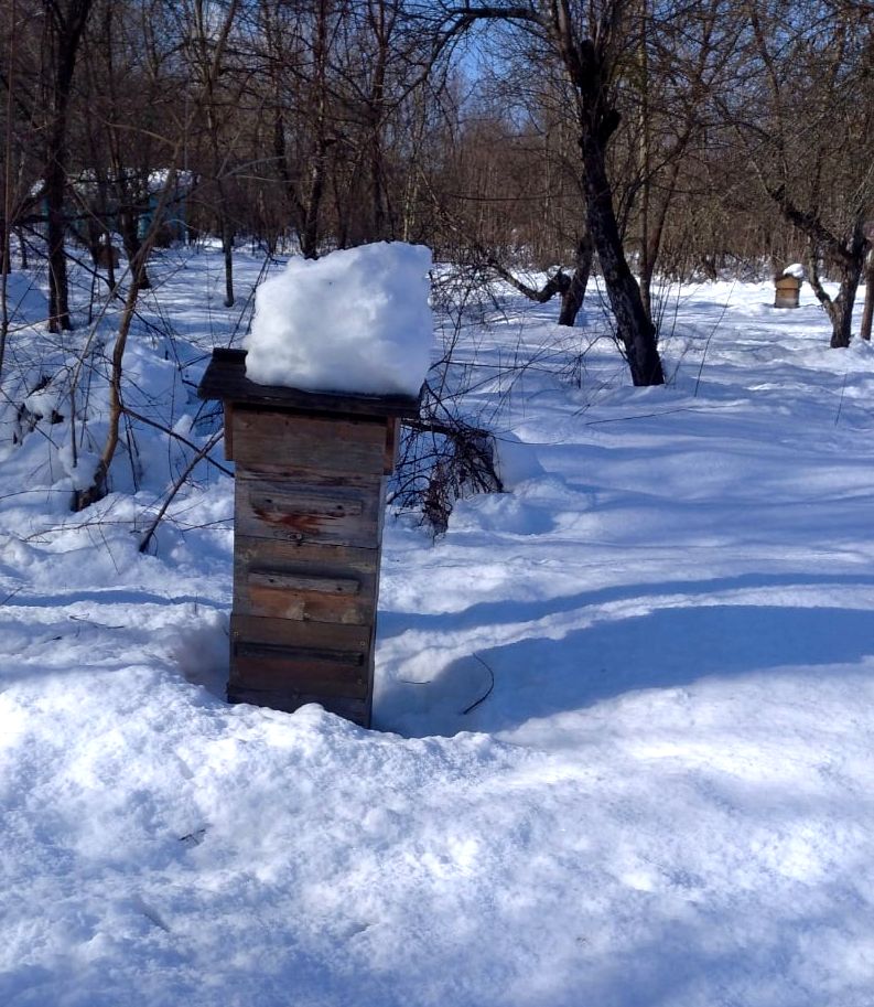 Что делают пчёлы зимой (3).jpg